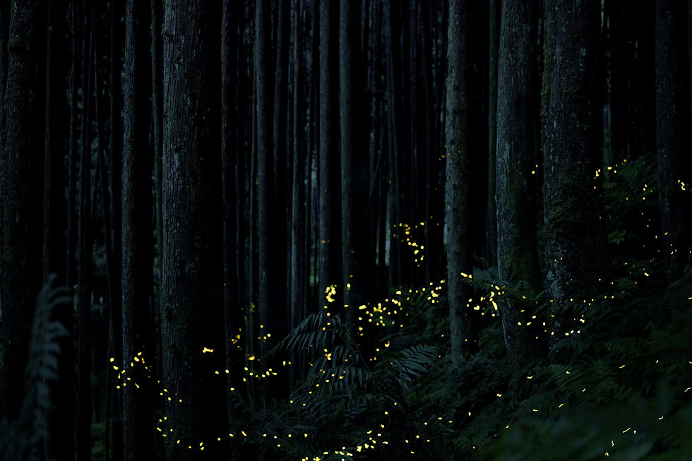 Nature might have a universal rhythm