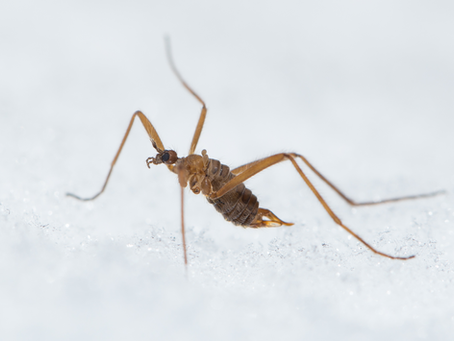 Some like it cold: Snow flies create their own heat to avoid freezing