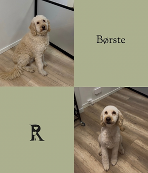 Untitled design 2.PNG