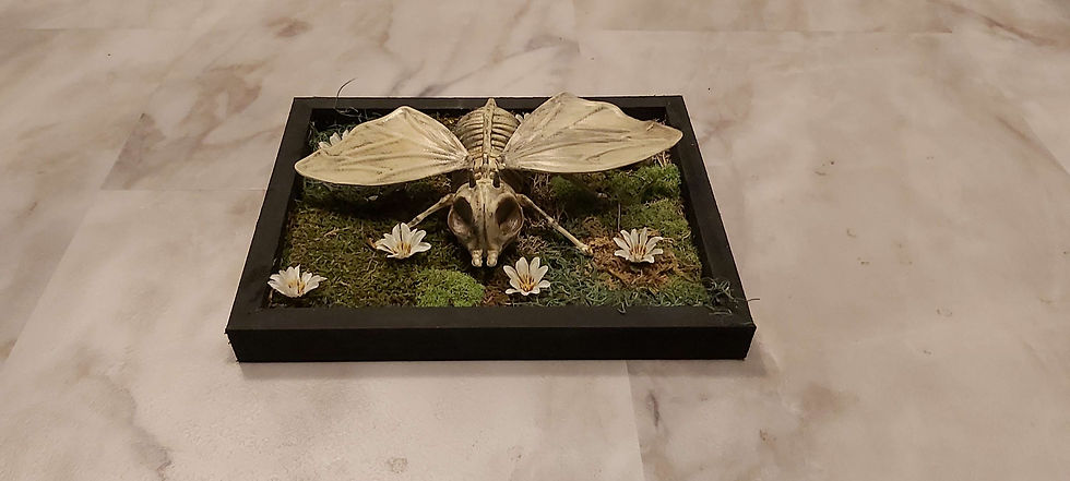 Thumbnail: 3D Moth Skeleton Wall Art (Large)