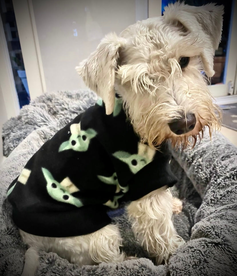 Pawz@Play Jumper - Yoda