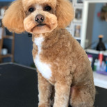 Poochon