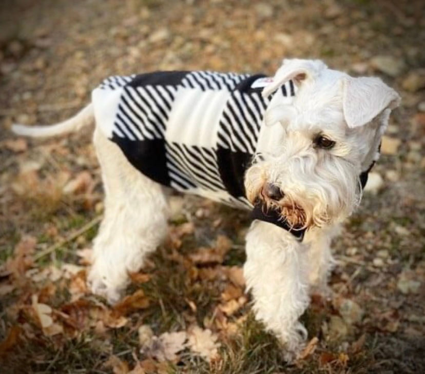 Pawz@Play Jumper - Black Check