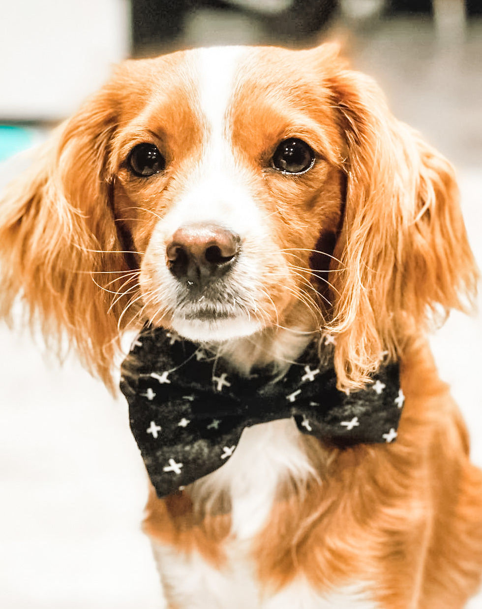 Thumbnail: PUPSTYLE Blessed Bow Tie