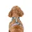 Thumbnail: Pablo & Co - Cavoodle Adjustable Harness