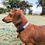 Thumbnail: PUPSTYLE Fresh Blooms Collar
