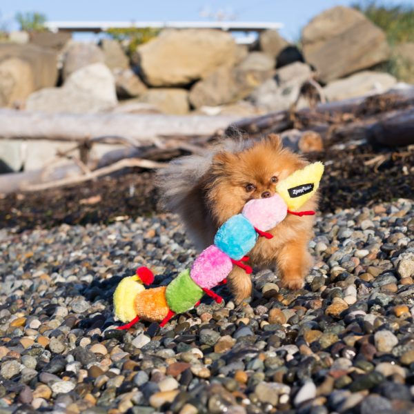 Thumbnail: Zippy Paws Caterpillar