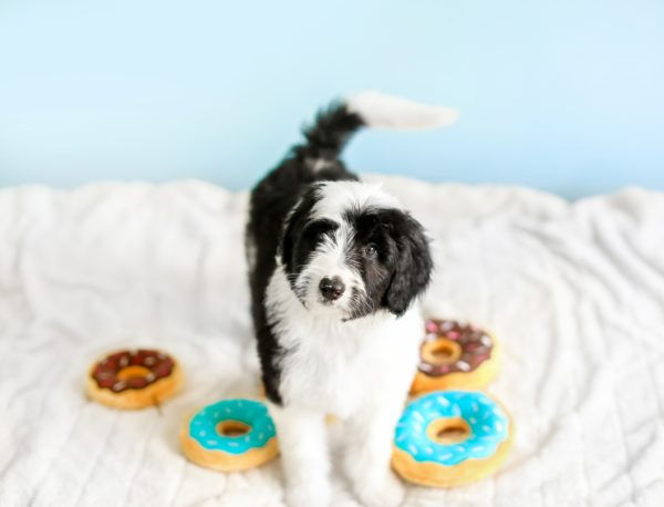 Zippy Paws Mini Donutz