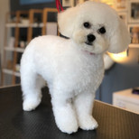Bichon Frise