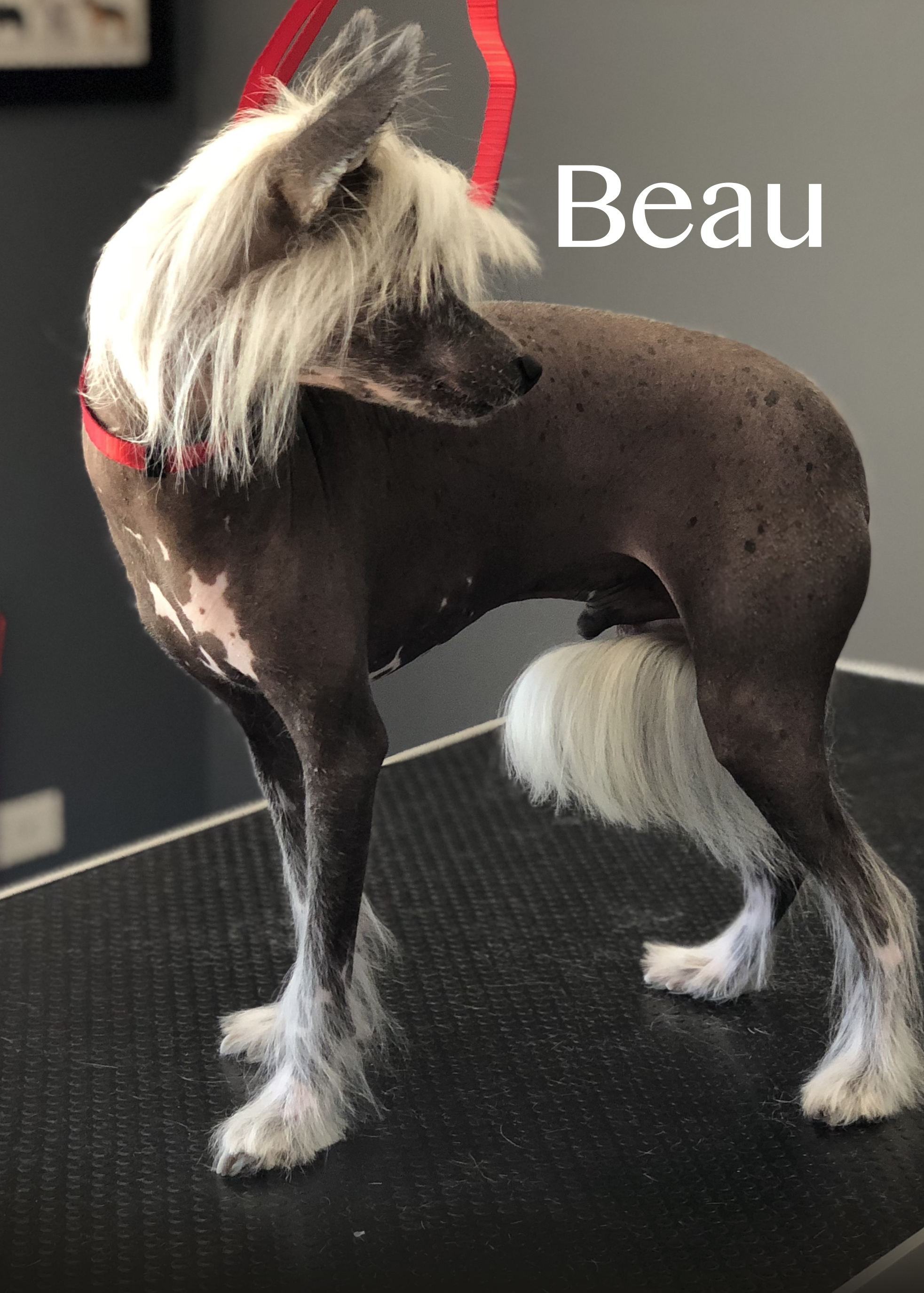 The Dapper Dog Grooming & Spa Gallery