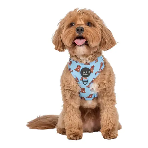 Thumbnail: Pablo & Co - Cavoodle Adjustable Harness