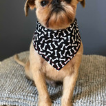 Brussels Griffon