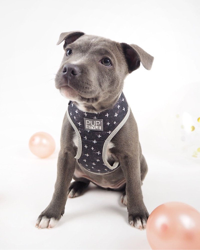 Thumbnail: PUPSTYLE Blessed City Harness