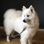 Samoyed
