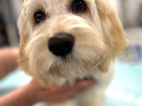 Puppy Socialisation: What It Really Is (And Why It's So Much More Than Meeting Other Dogs)