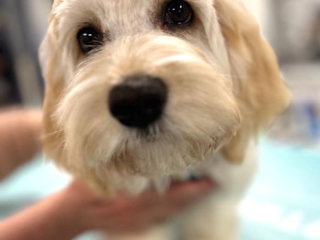 Puppy Socialisation: What It Really Is (And Why It's So Much More Than Meeting Other Dogs)