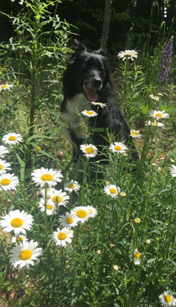Wild Flower Fur Child