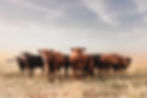 307 Ranch Wagyu, Angus & Signature Cattle