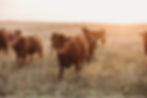 307 Ranch Wagyu, Angus & Signature Cattle