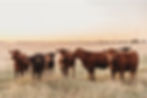 307 Ranch Wagyu, Angus & Signature Cattle