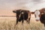 307 Ranch Wagyu, Angus & Signature Cattle