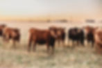 307 Ranch Wagyu, Angus & Signature Cattle