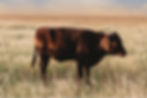 307 Ranch Wagyu, Angus & Signature Cattle