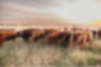 307 Ranch Wagyu, Angus & Signature Cattle
