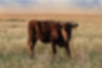 307 Ranch Wagyu, Angus & Signature Cattle