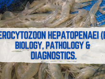 THE SHRIMP MICROSPORIDIAN ENTEROCYTOZOON HEPATOPENAEI (EHP): BIOLOGY, PATHOLOGY & DIAGNOSTICS.
