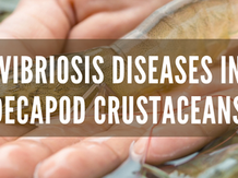 VIBRIO AND MAJOR COMMERCIALLY IMPORTANT VIBRIOSIS DISEASES IN DECAPOD CRUSTACEANS