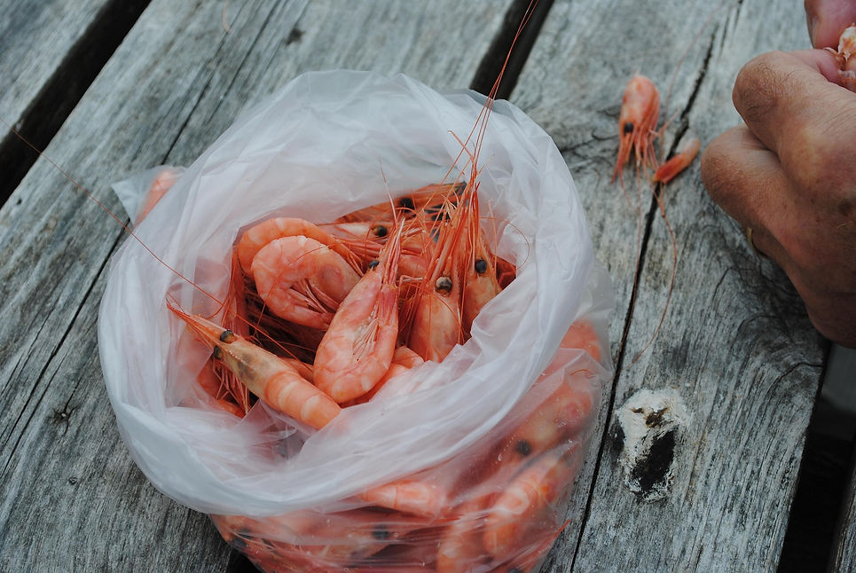 shrimp-598229_1920.jpg