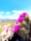 IMG_2177.jpeg