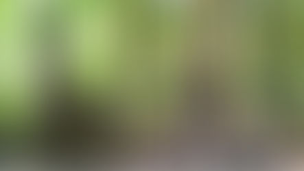 ป่าชายเลนโบราณผืนสุดท้าย