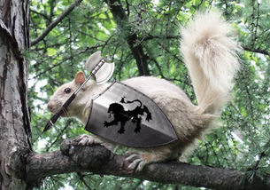 The Greatest White Squirrel Knight