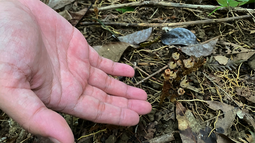 ขนาดของพิศวง