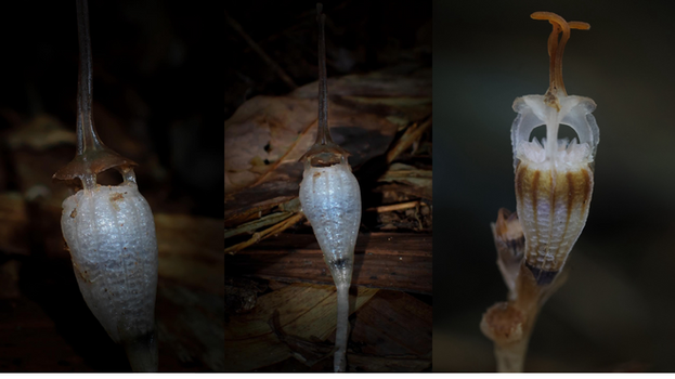 หนึ่งฤดูกาลชีวิต 'พิศวง'
