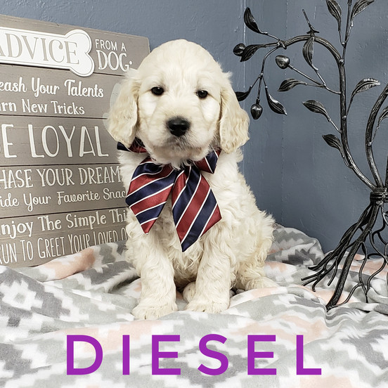 Diesel (6).jpeg