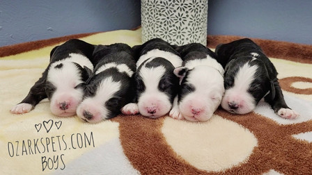 sheepadoodle boys.jpeg