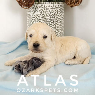 Atlas English Cream Goldendoodle Puppy