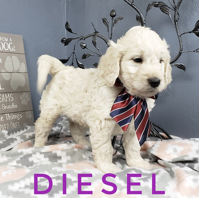 Diesel (4).jpeg