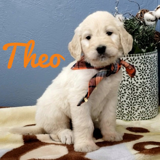 Theo (1).jpeg