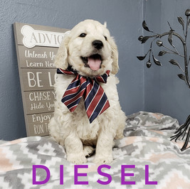 Diesel (2).jpeg