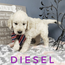 Diesel (8).jpeg