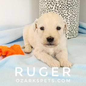 Ruger English Cream Goldendoodle Puppy