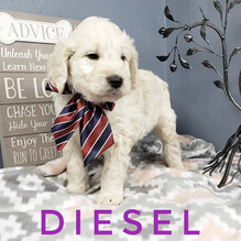 Diesel (1).jpeg