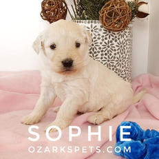 sophie (5).jpeg