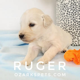 Ruger English Cream Goldendoodle Puppy