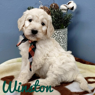 Winston (1).jpeg