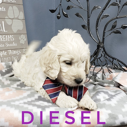 Diesel (5).jpeg